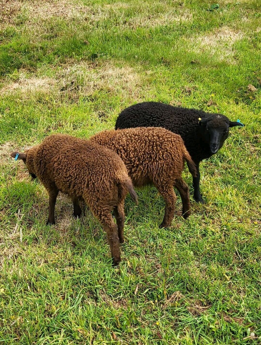 Two lambs grazing in a grassy field.