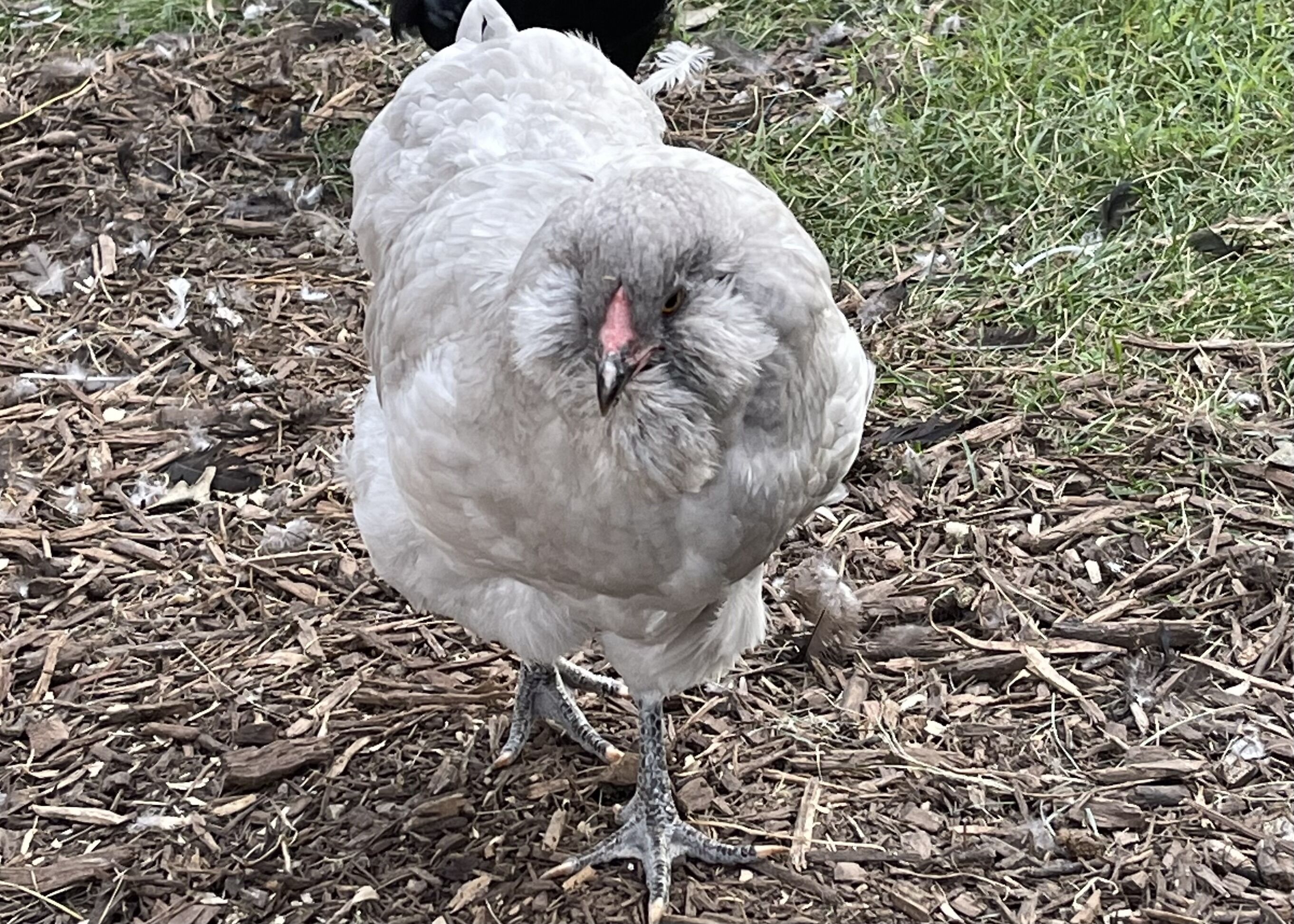 A turkey standing on mulch with a grassy background.