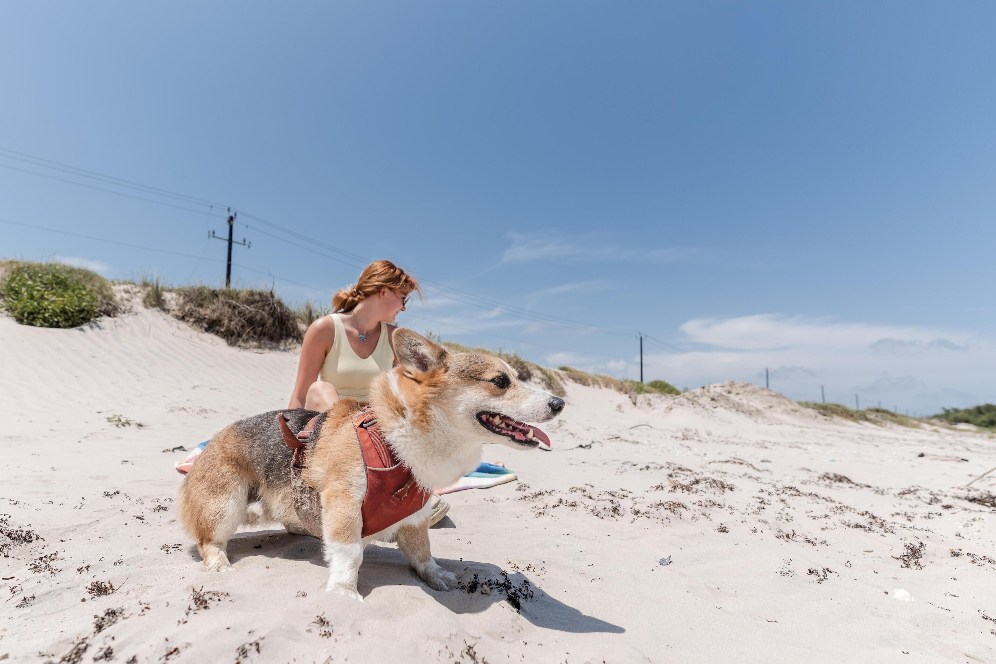 Una persona montando un perro en una playa arenosa con cielo despejado.