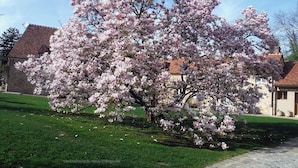 Ein großer Baum mit Blüten in einer Wohngegend.