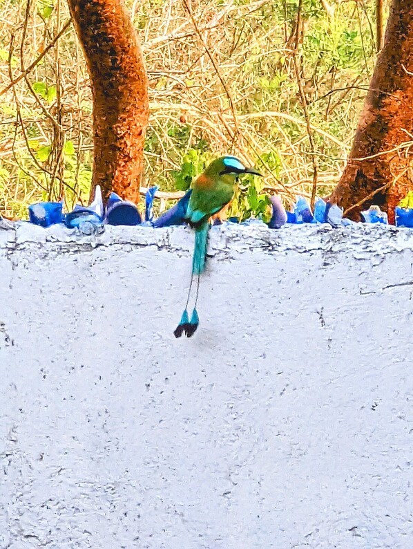 A bird perched on a branch.