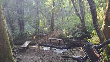 A forest scene with a wooden bench and a water feature.