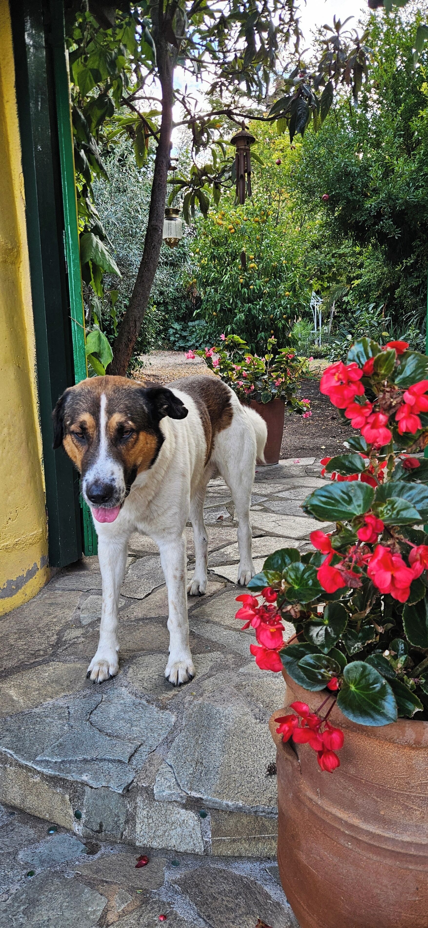 A dog standing on a stone pathway in a garden with potted plants and greenery.