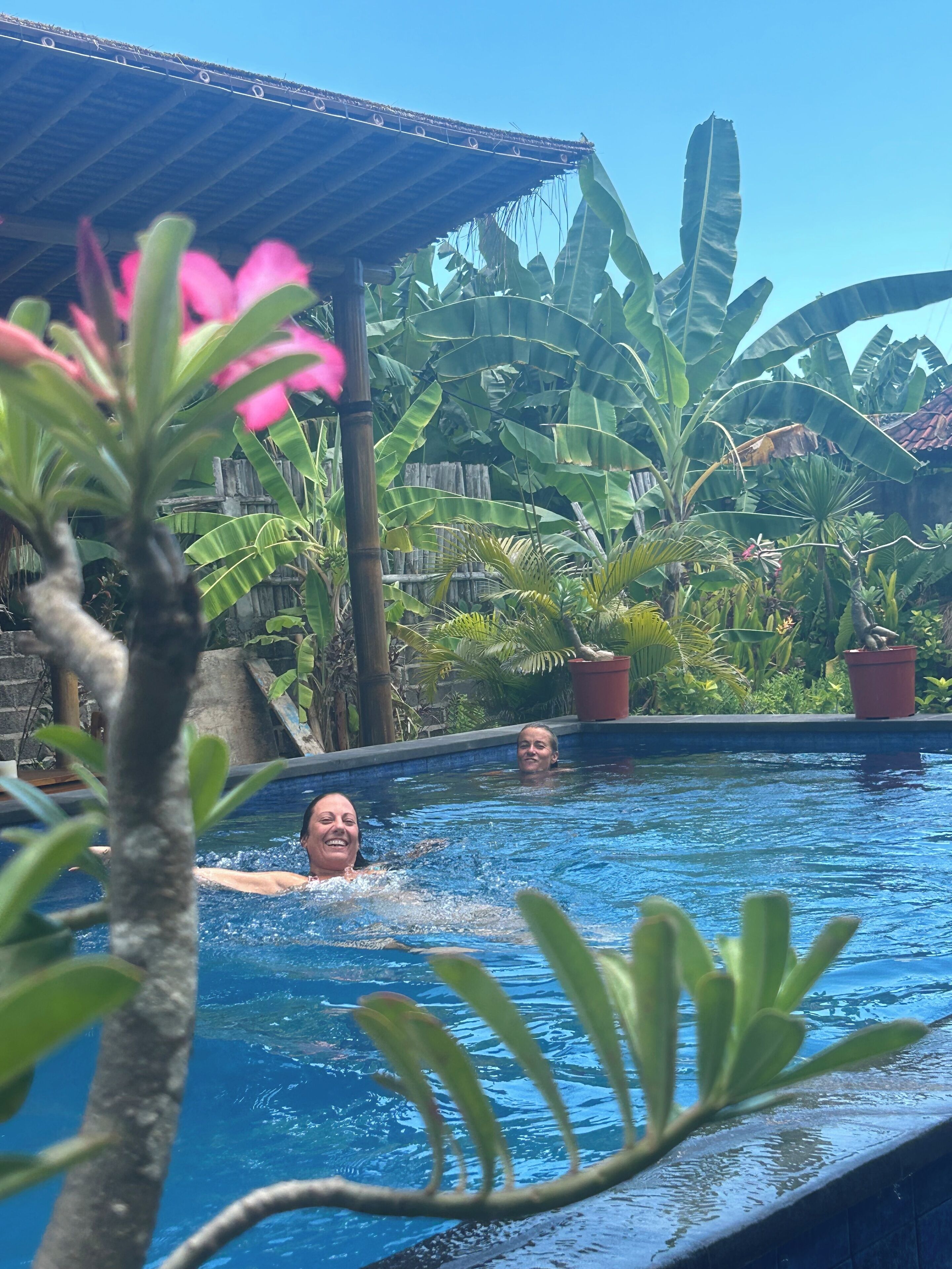 A swimming pool surrounded by lush tropical plants and a wooden fence.