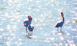 Trois oiseaux se tiennent dans l’eau.