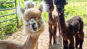 Un enclos pour lamas, doté d’une porte en métal et d’un sol en terre.