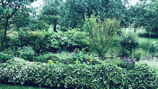 Een weelderige tuin met dichte struikgewas, verschillende bomen en een kleine vijver.