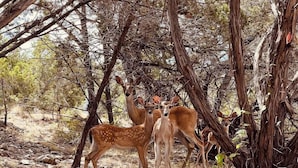Un paysage naturel où l’on peut observer des cerfs dans une zone boisée, parsemée d’arbres et de rochers.