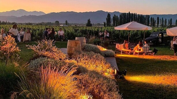 Evento al aire libre con personas sentadas en mesas bajo sombrillas, rodeado de un viñedo y paisaje natural.