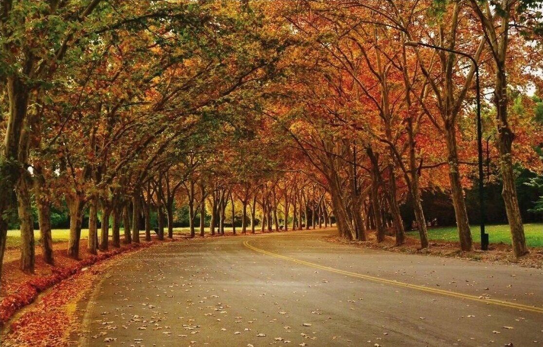A tree-lined road with a clear path.