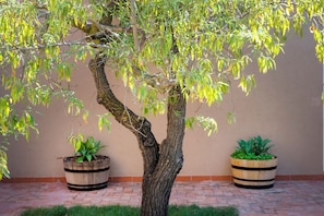 A tree with a thick trunk and branches, surrounded by a brick pathway and two wooden planters with green plants. - Baglio di Verre (Menfi)