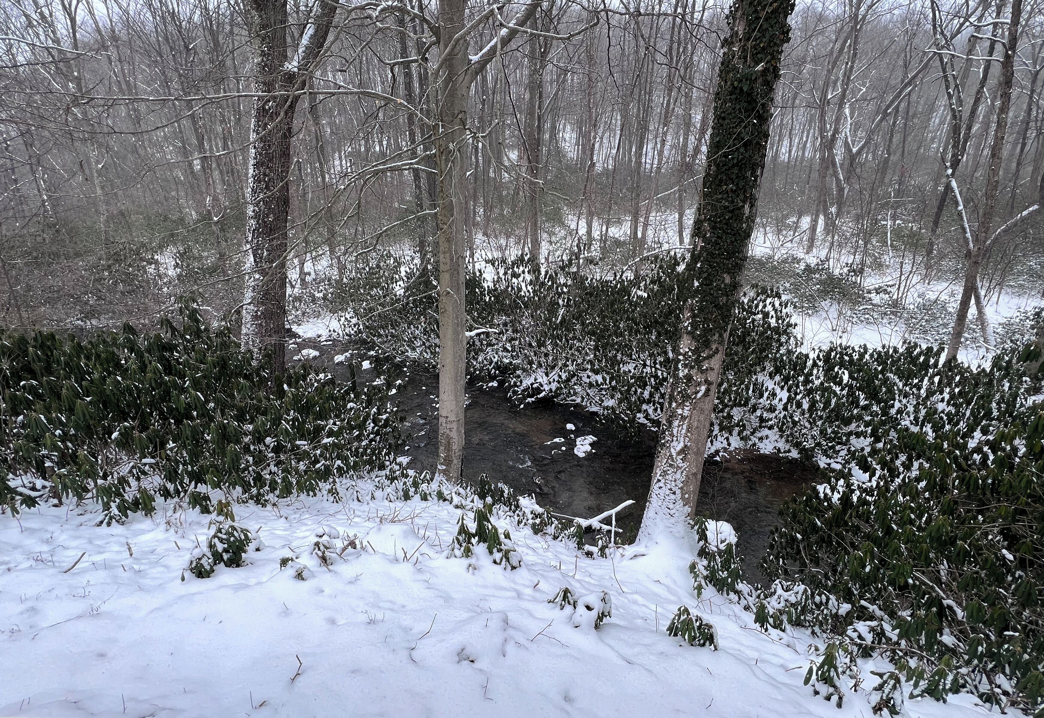 A snowy forest scene with dense trees and a small stream.