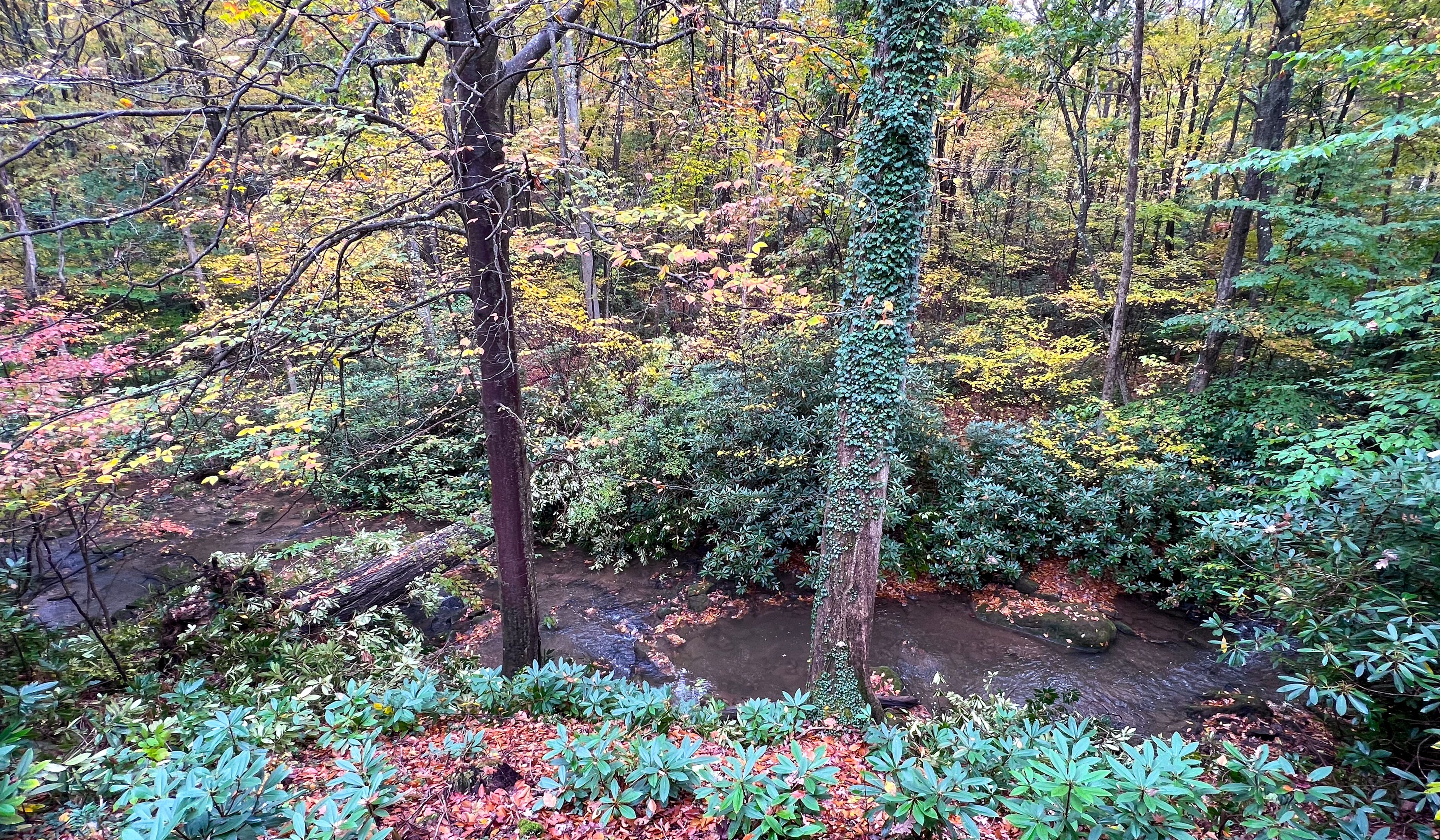 Un bosque tupido con diversas especies de árboles y sotobosque.