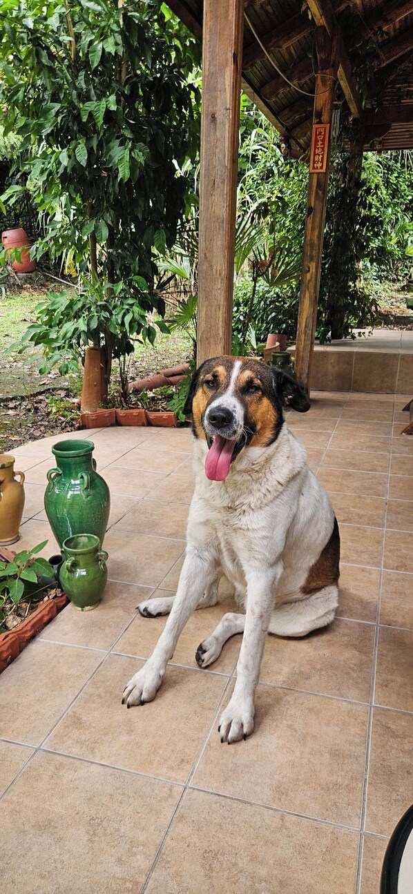 Een hond zit op een betegeld terras, met potplanten en een houten constructie op de achtergrond.