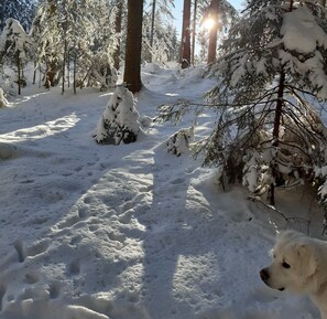 Property grounds - Cosy flat well suitable for hikers and dog owners (Eisenbach)