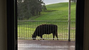 Une vue sur une vache qui broute dans un pré clôturé, prise depuis une terrasse en bois.
