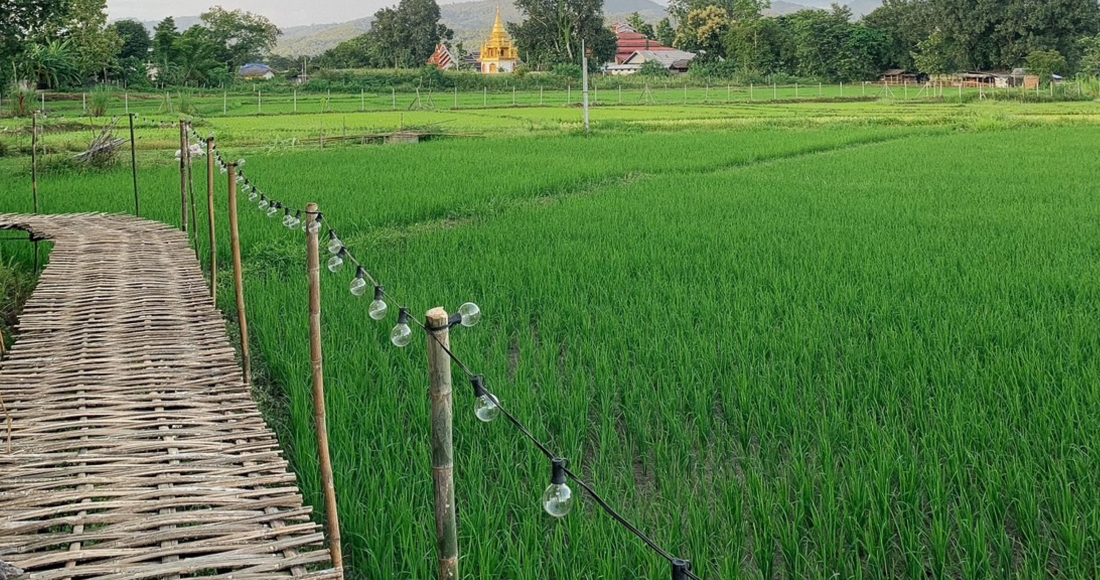 Deluxe bungalow | Terras