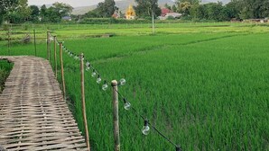 Un exuberante campo de arroz verde con un camino de bambú y luces colgantes.