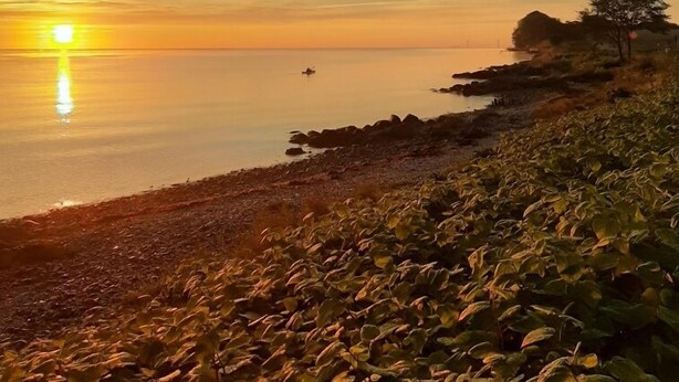 A coastal sunset view with a rocky shoreline and vegetation. - Lundsgaard Gods Badehotel (Kerteminde)