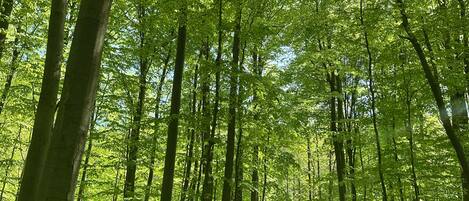 A forested path with tall trees and a clear sky.