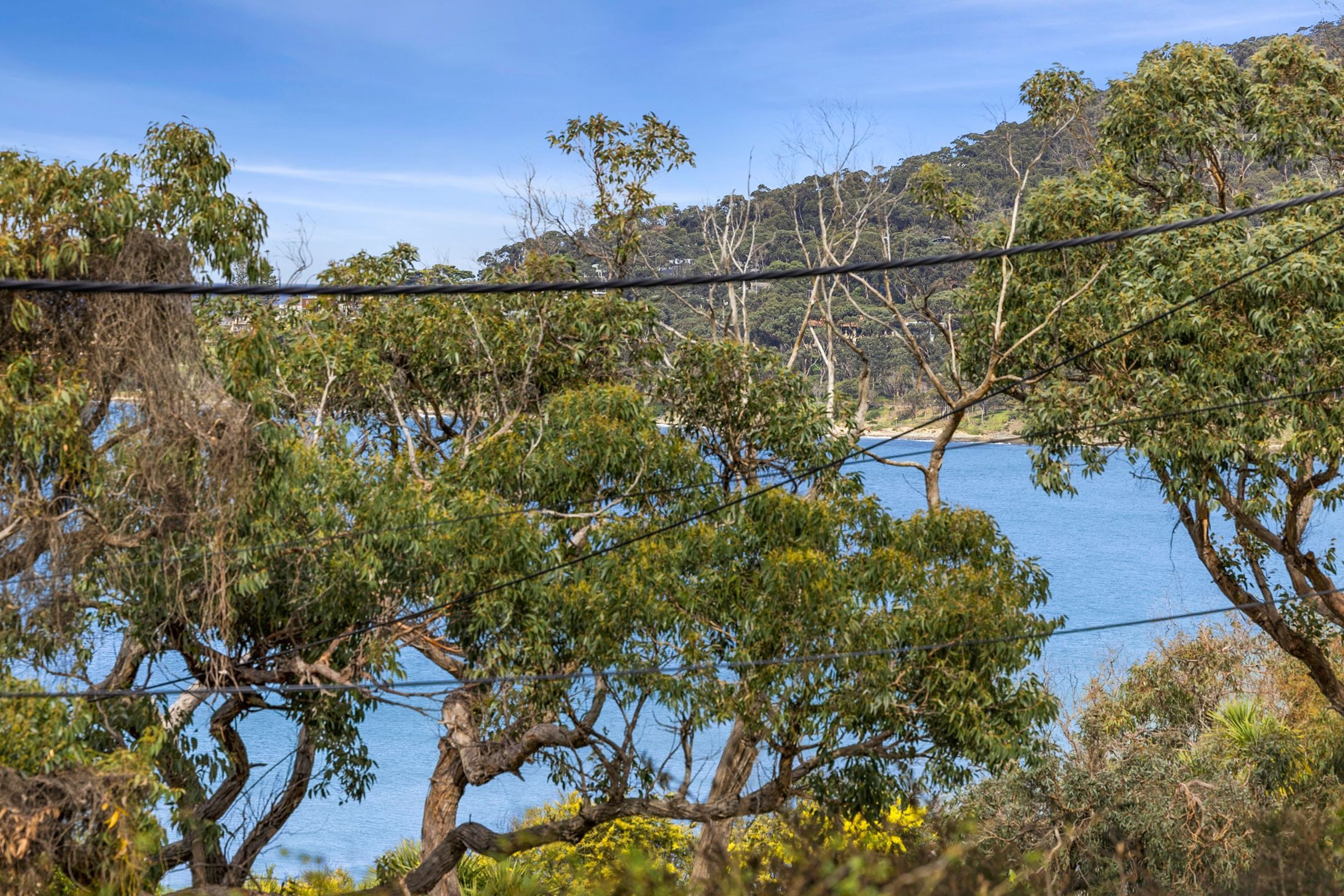 A natural landscape with a body of water, trees, and a power line.