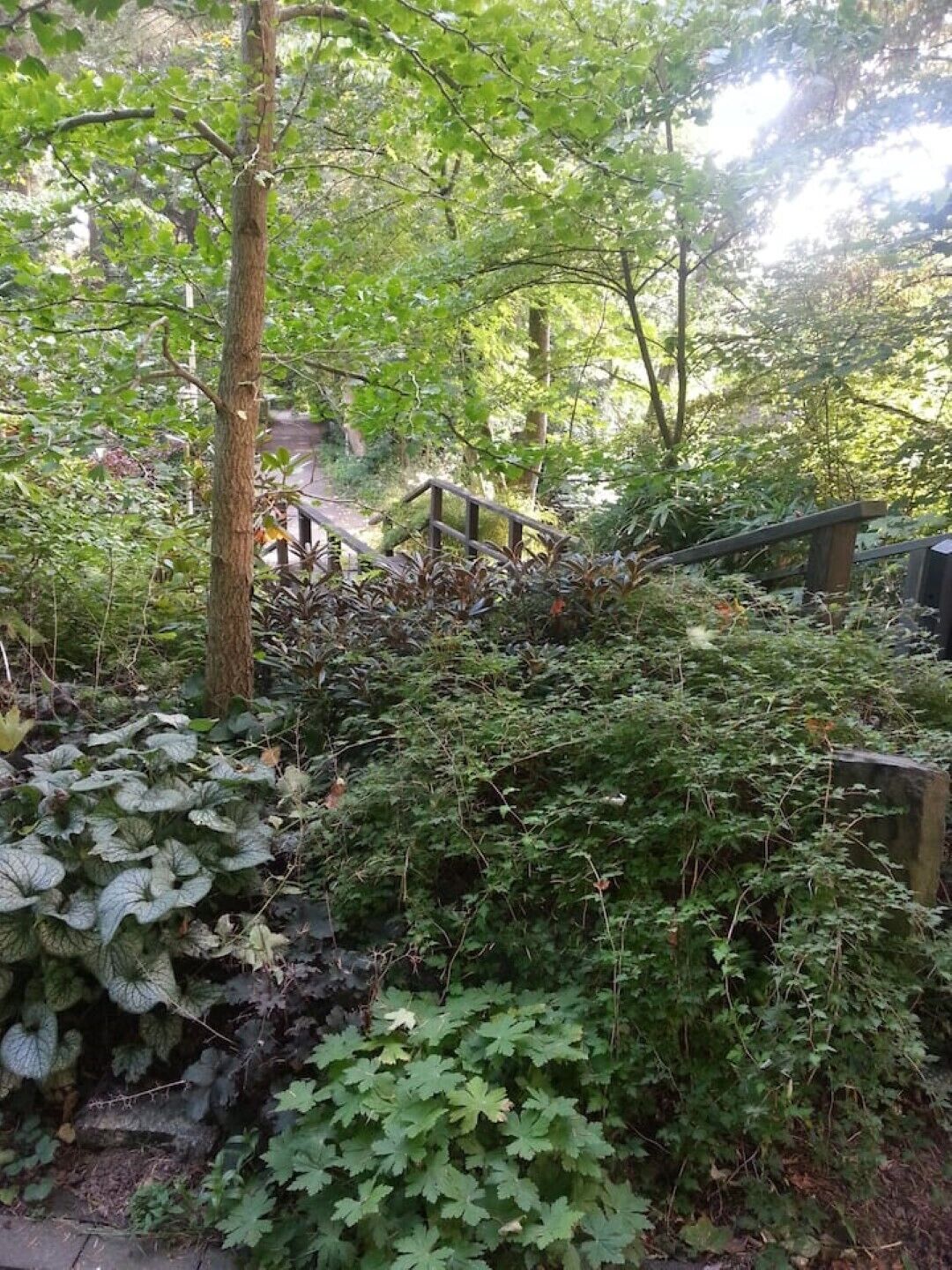 Ein Garten mit einer Holztreppe, die zu einem Weg führt, umgeben von Pflanzen und Bäumen.
