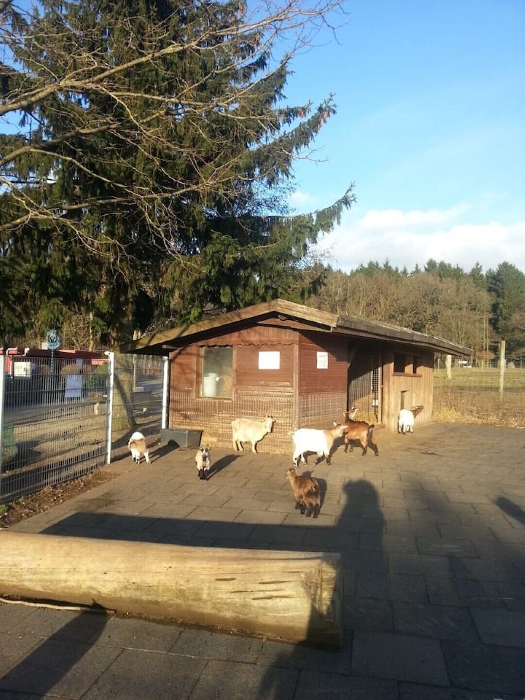 Un establo con un área cercada que contiene varias cabras.