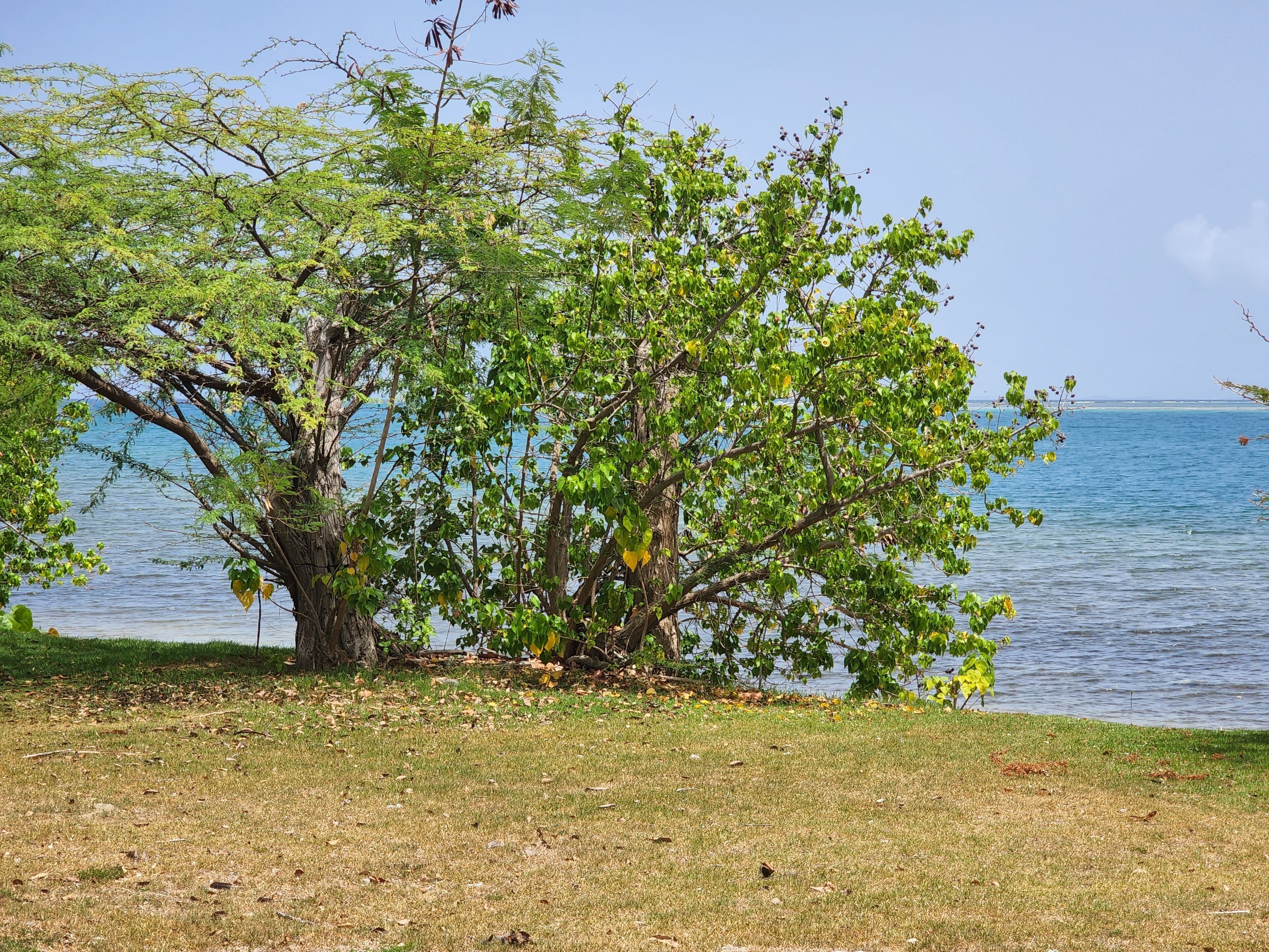 A tree-lined grassy area by a calm body of water.