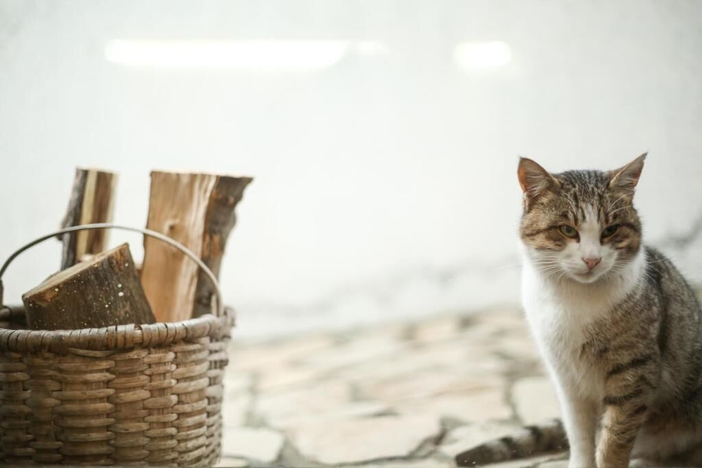 Foto - Hotel History