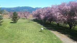 Un campo de golf con un camino despejado y árboles en flor.