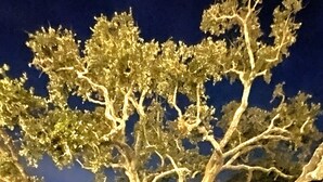 A tree with a complex branching structure, a well-maintained lawn, and a building with illuminated windows in the background. - Beach Cottage Lafayette Circle (Ocean Springs)