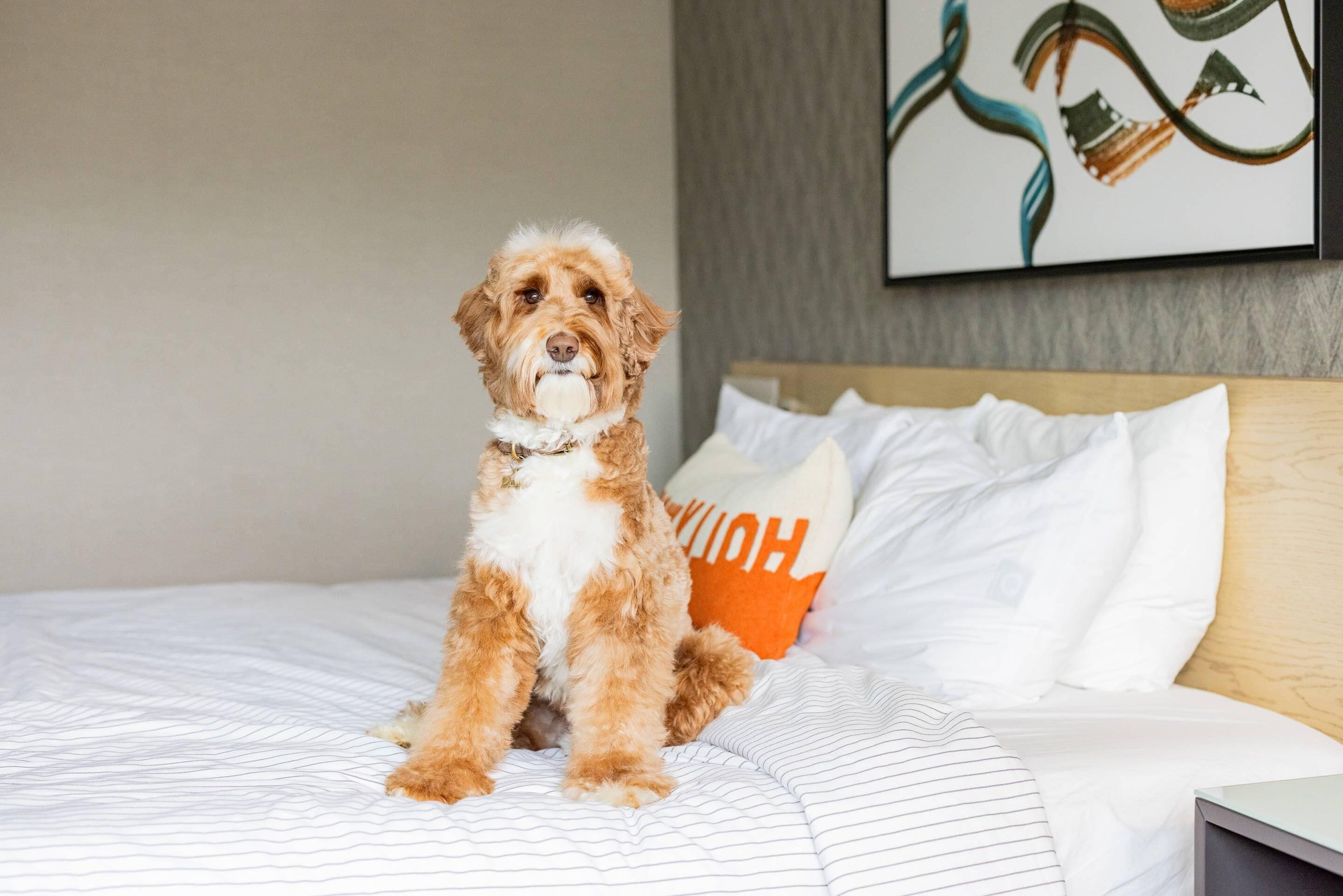 Un chien est assis sur un lit dont la literie est à rayures et sur lequel se trouve un coussin orné du mot « HOME ».