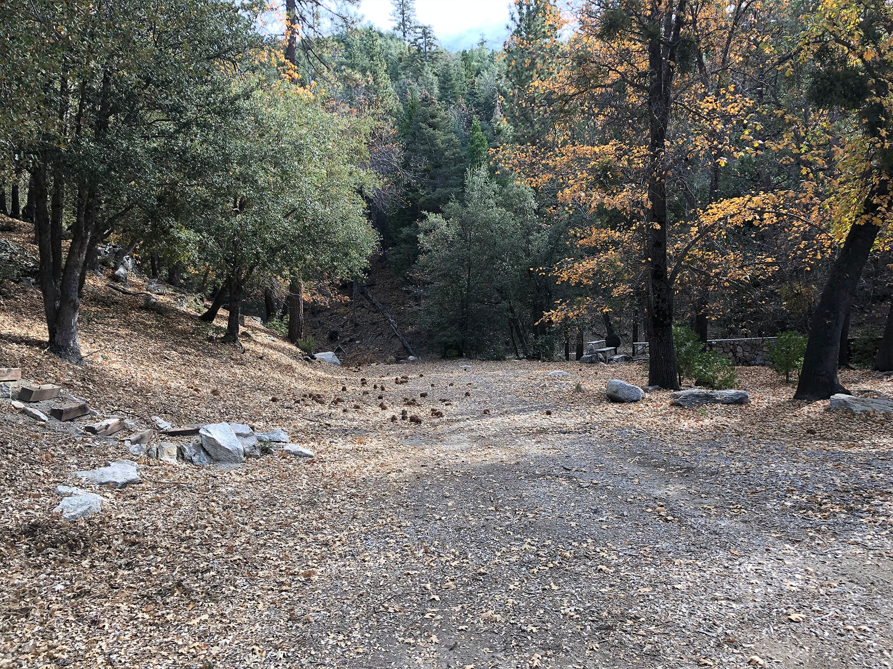 A forested area with a dirt path, rocks, and trees with autumn leaves.
