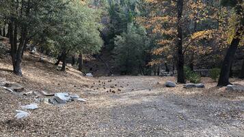 A forested area with a dirt path, rocks, and trees with autumn leaves.
