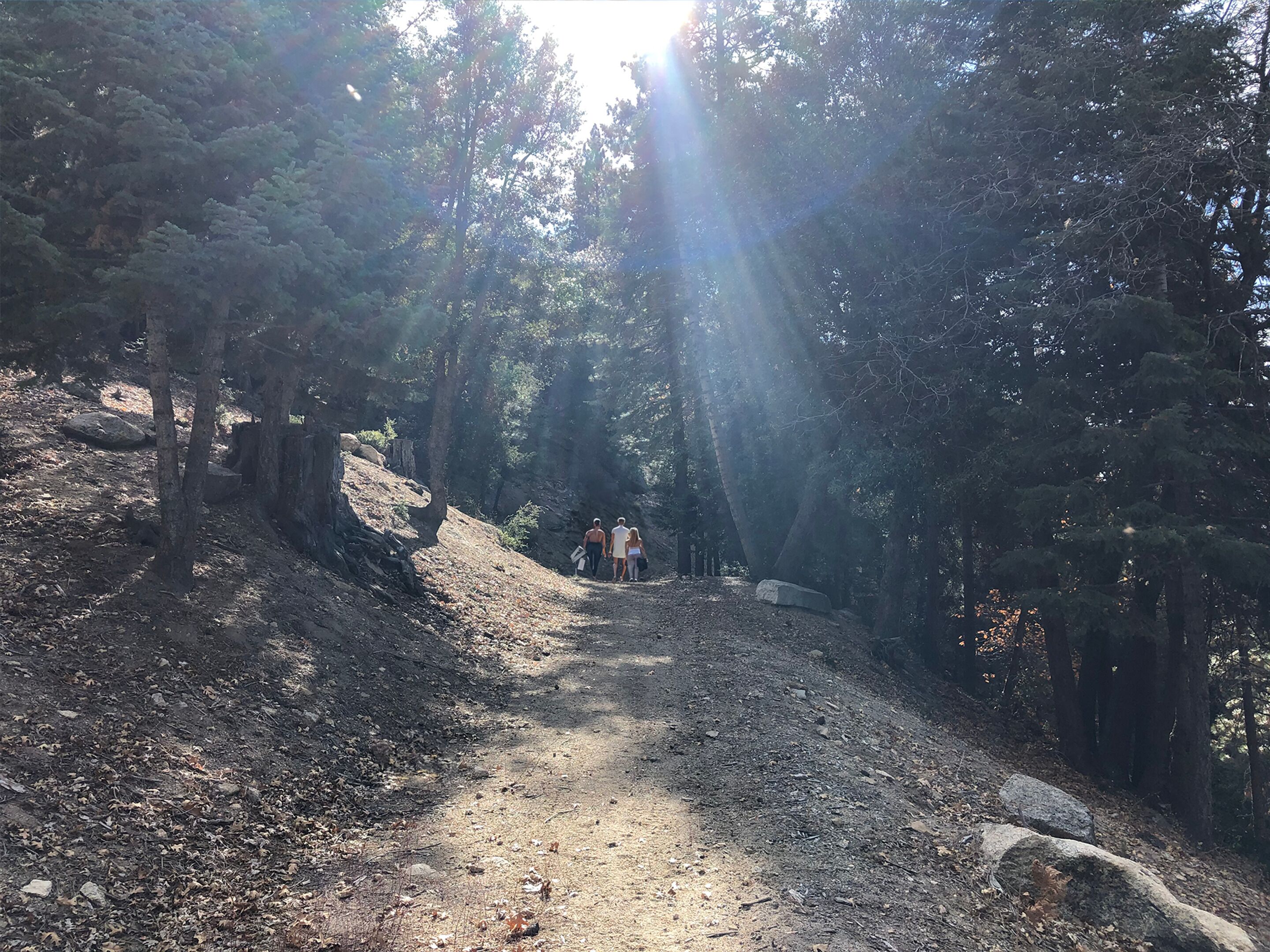 A forested path with a dirt trail, surrounded by tall trees and sunlight filtering through.