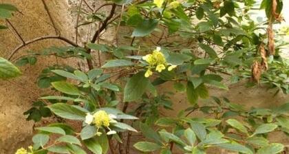Schmal & Hoch - Willkommen im schmalsten Haus von Bad Frankenhausen
