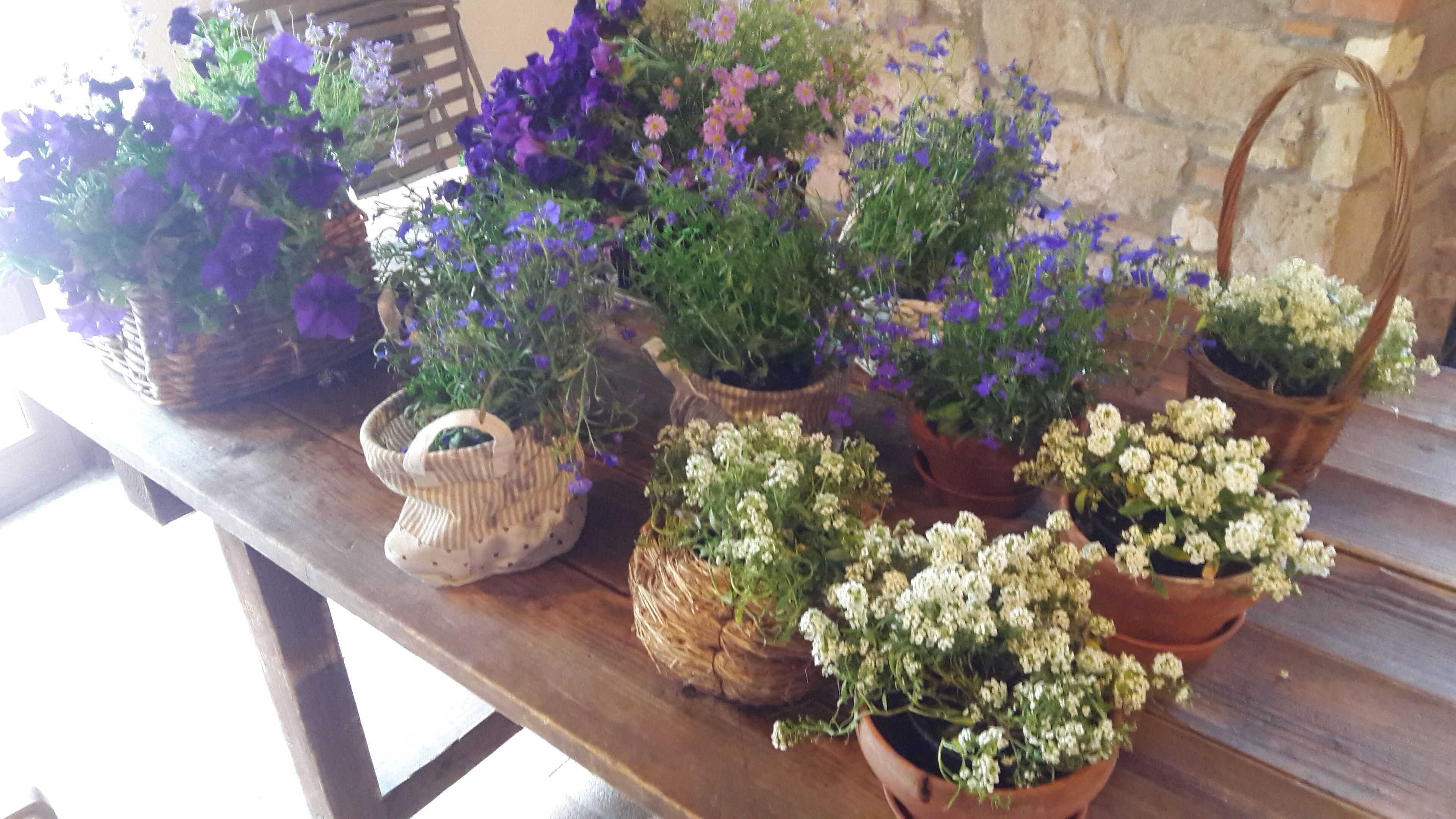 A wooden table with various potted plants and flowers.