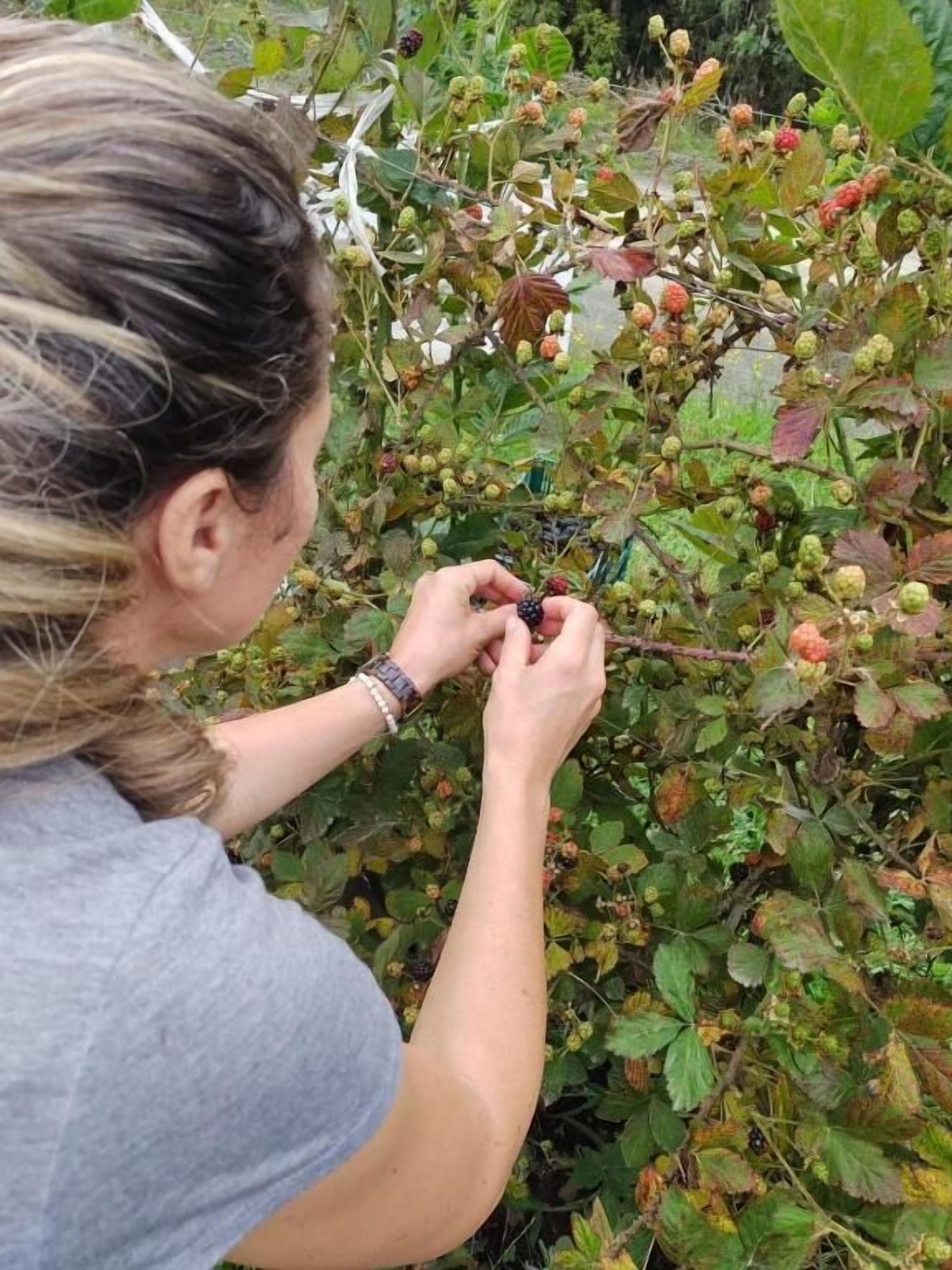 A person examining a plant with green leaves and red berries.
