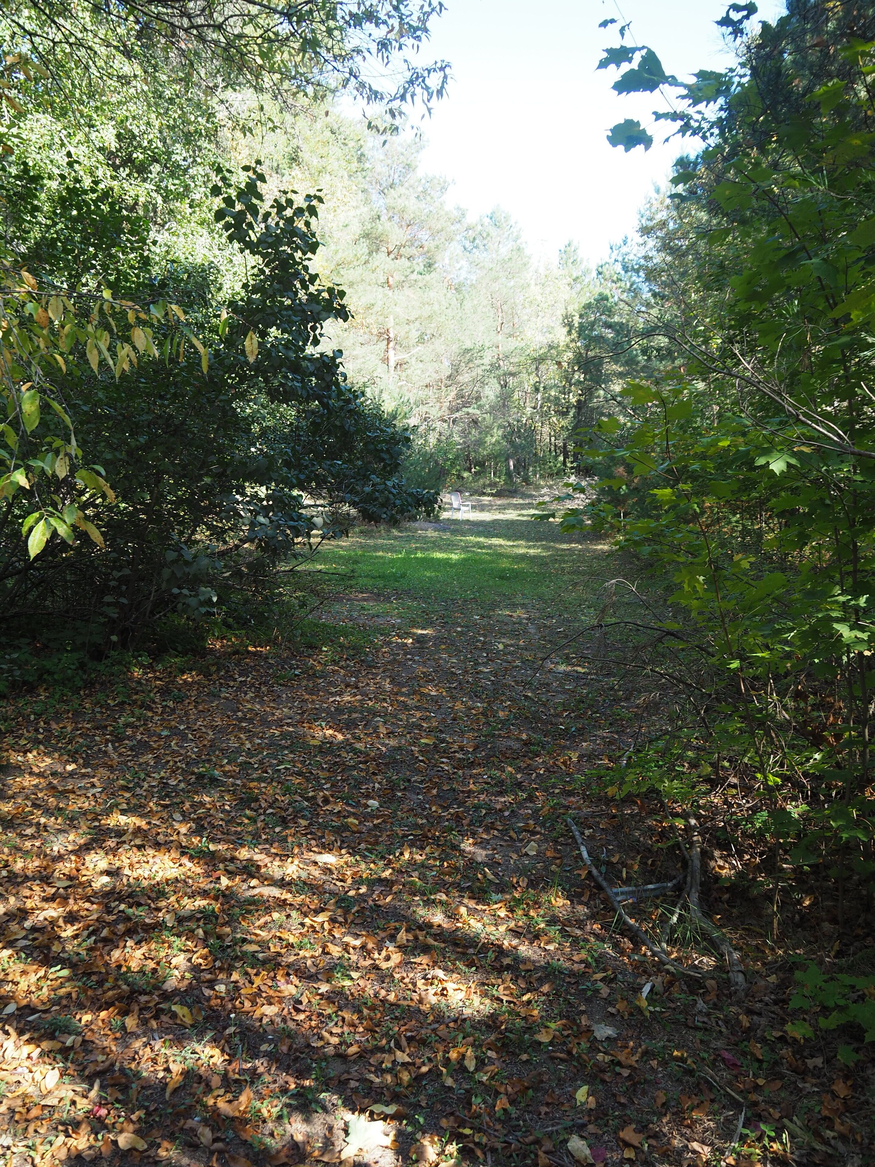 Une zone boisée avec un sentier recouvert de feuilles mortes.