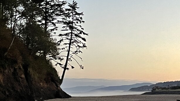 A coastal landscape with a beach, a cliff, and trees.