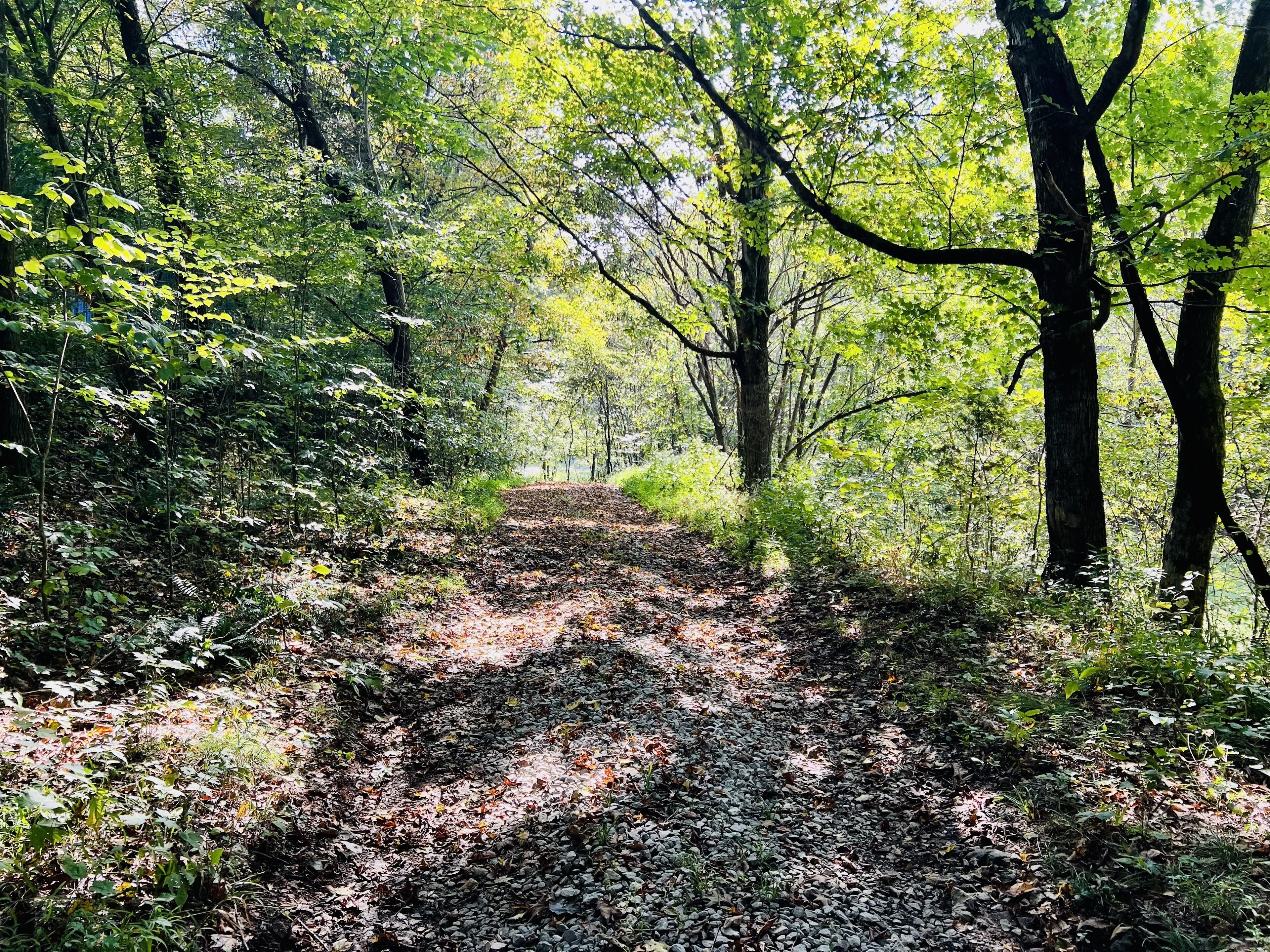 A forest path with dense foliage and trees.