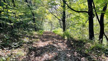 A forest path with dense foliage and trees.