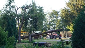 A rural landscape with a fallen tree, a tractor, and a trailer in the background. - Cozy vacation apartment on the farm - vacation for the whole family (Argenbühl)