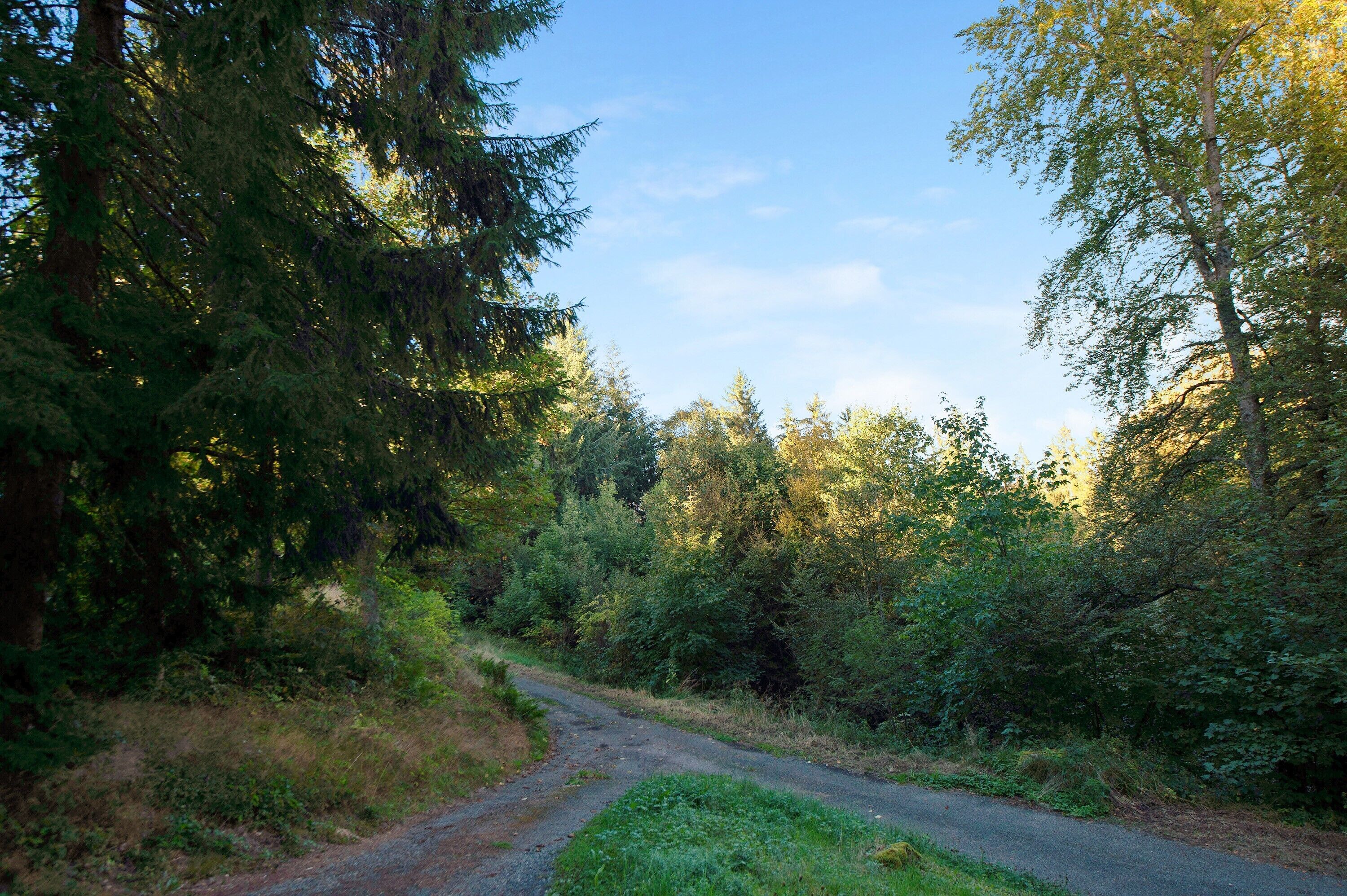 Une zone boisée avec un sentier de terre.