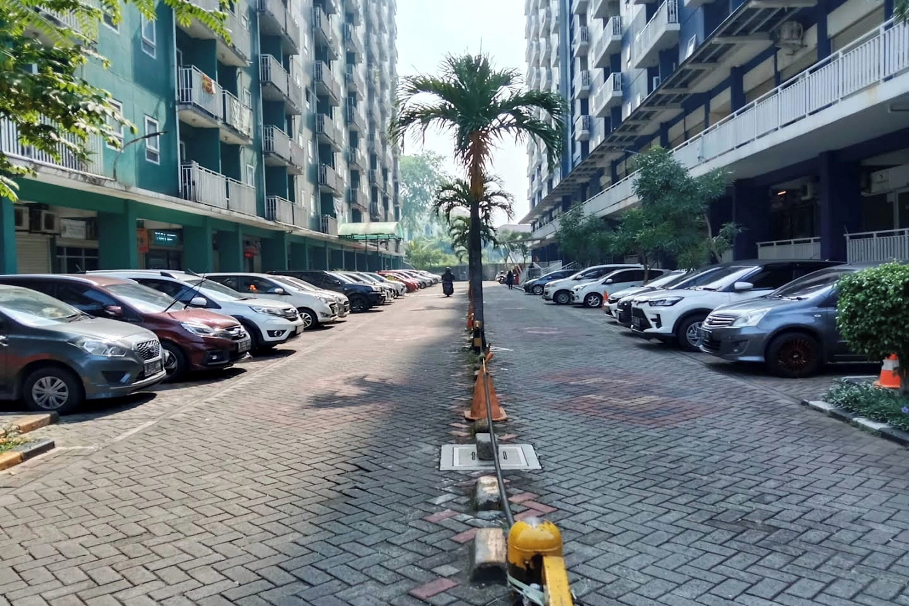 Eine Straße mit parkenden Autos und einer Palme in der Mitte.