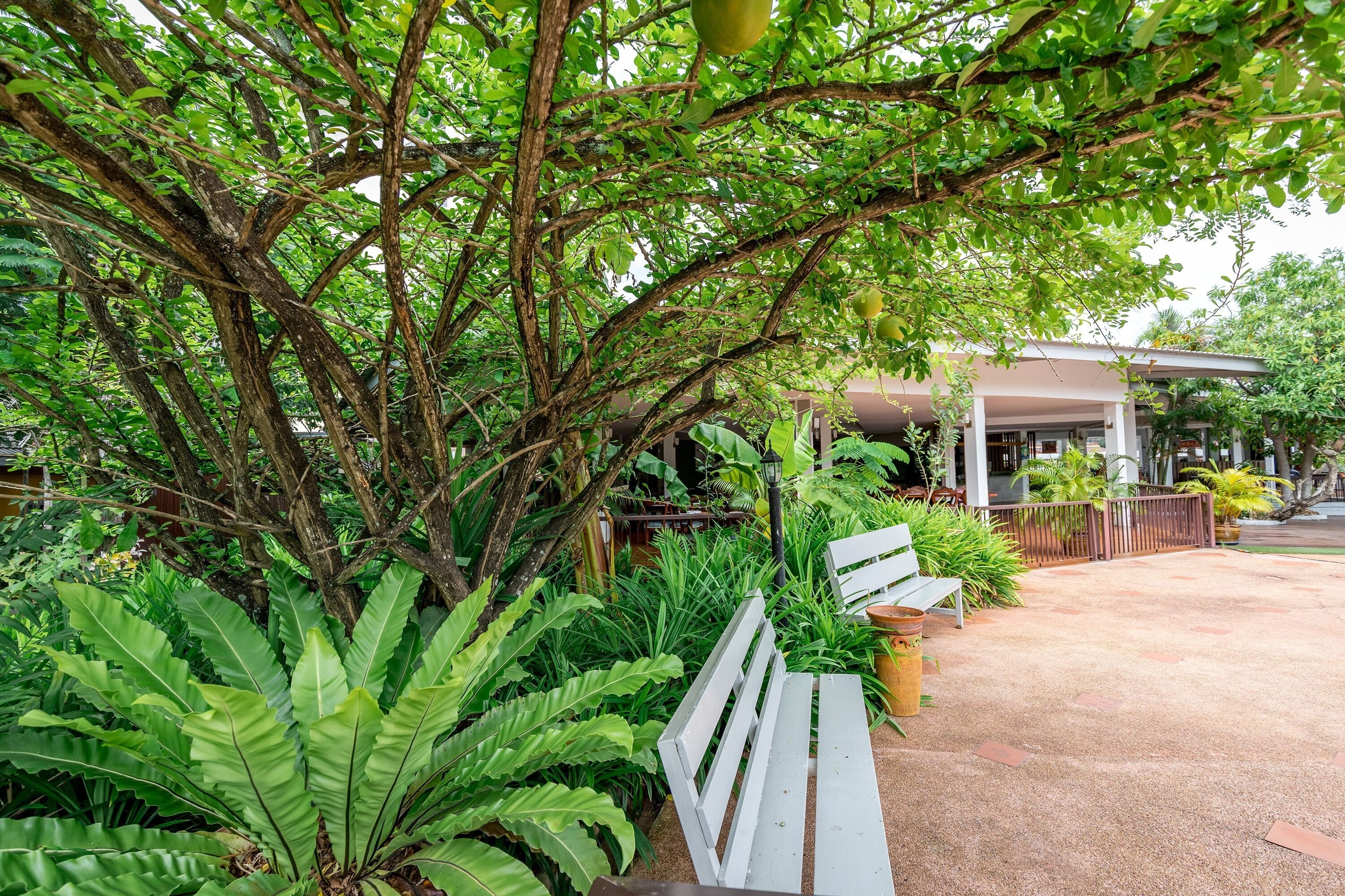 A garden area with a white bench, lush green plants, and a building in the background.