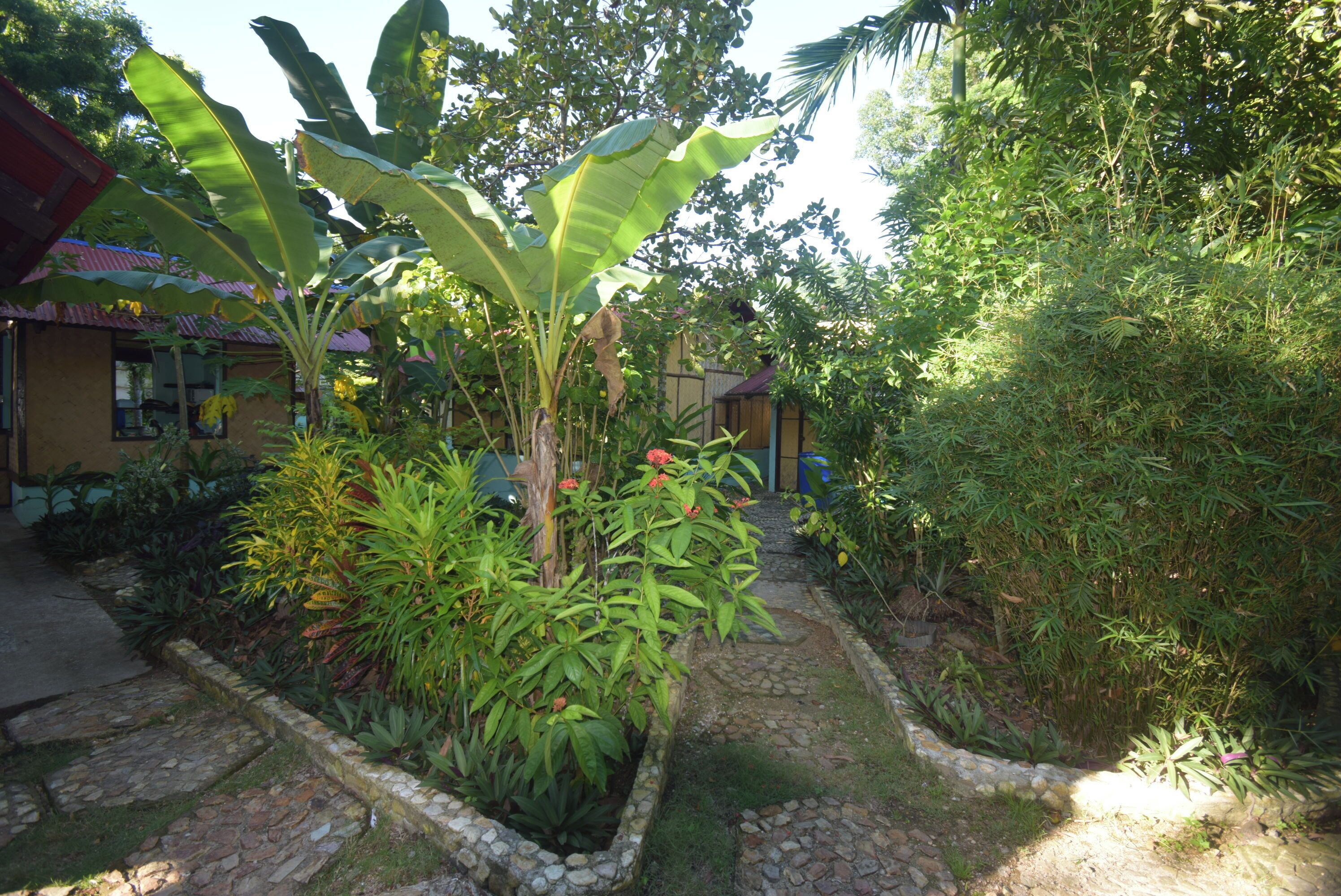 A garden with various plants and a stone pathway.