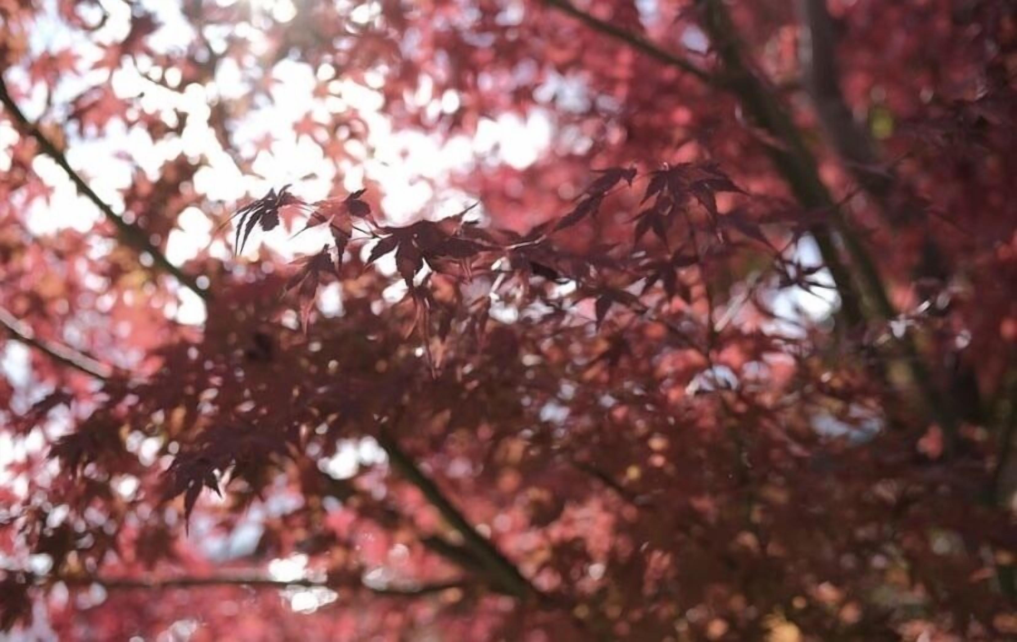 Un gros plan de feuilles rouges sur une branche d’arbre.