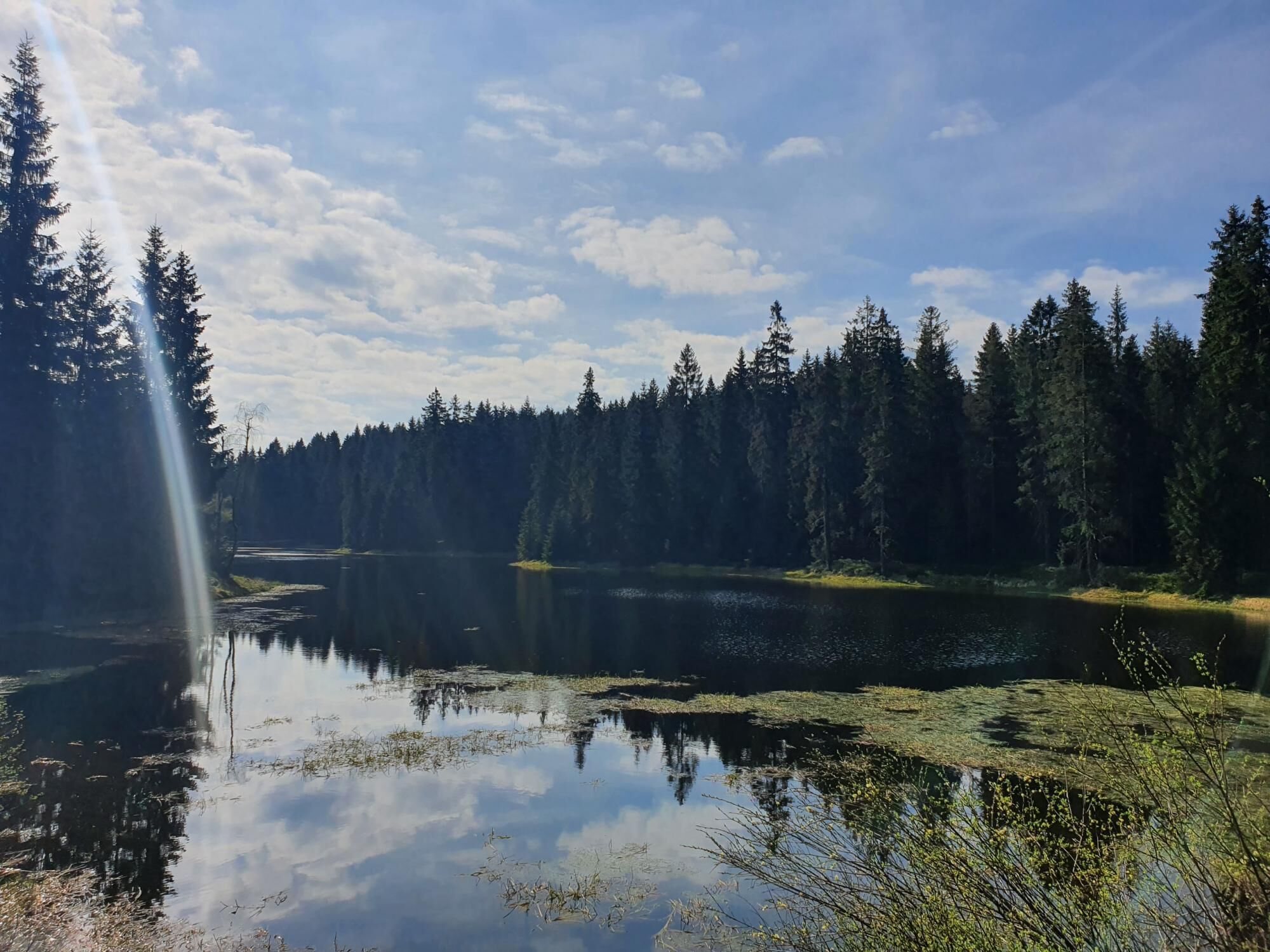 A tranquil lake surrounded by dense forest, with sunlight reflecting on the water's surface.