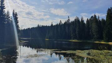 Un lago tranquilo rodeado de un bosque denso, con la luz del sol reflejándose en la superficie del agua.